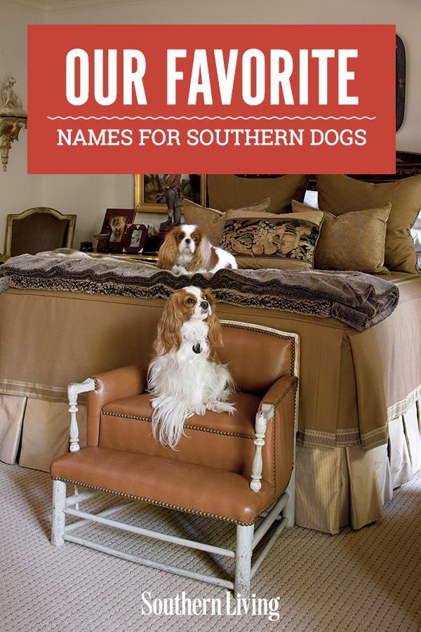 Our Favorite Names For Southern Dogs In 2020 Country Dog Names Dog Our Favorite Names For Southern Dogs In 2020 Country Dog Names Dog