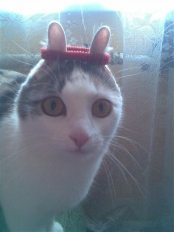 My Cat Has Started Eating More My Cat Has Started Eating More