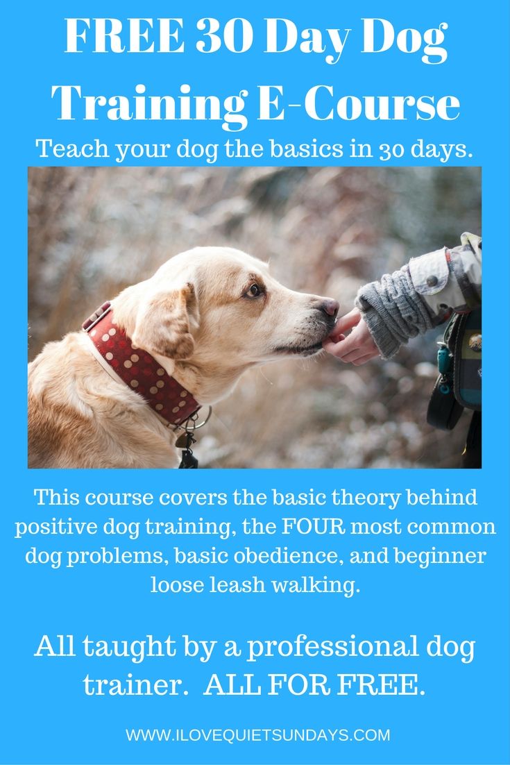 Free 30 Day Dog Training E Course All The Basics Of Dog Training