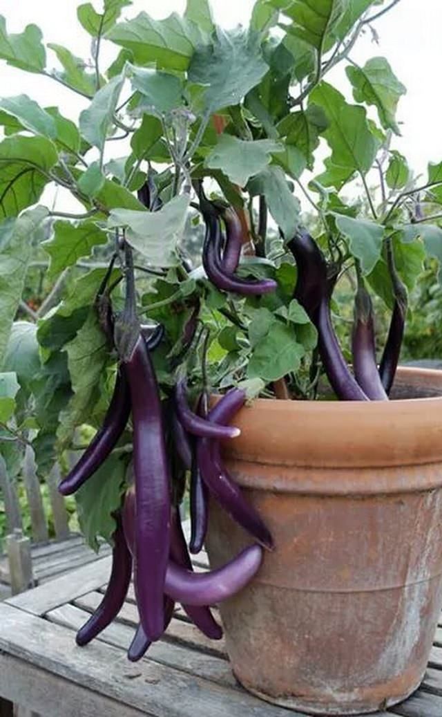 428 best Container Ve able Gardens images on Pinterest Seven tips for tiny space edible gardens
