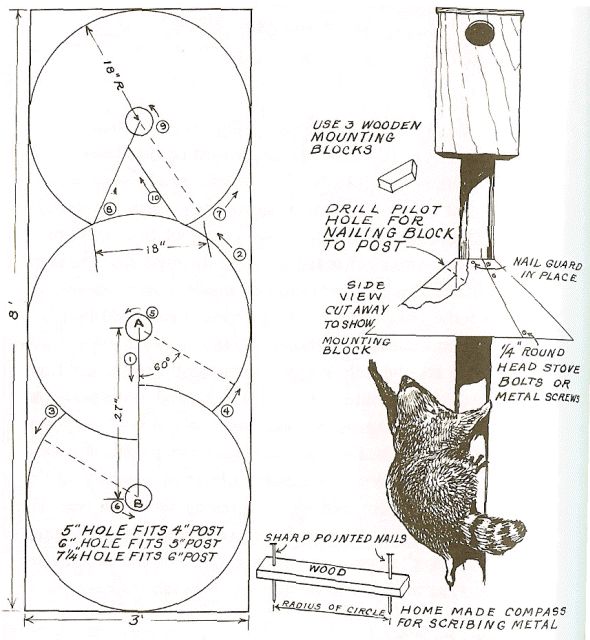 best 25 squirrel baffle ideas on pinterest squirrel best 25 squirrel baffle ideas on pinterest squirrel