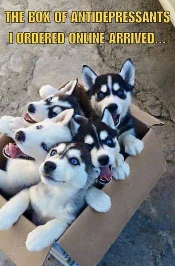 Box Of Antidepressants Dog Meme Imglulz Funny Animals Dog