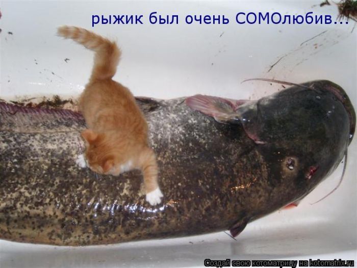 Открытки, смешные картинки с надписями про рыб