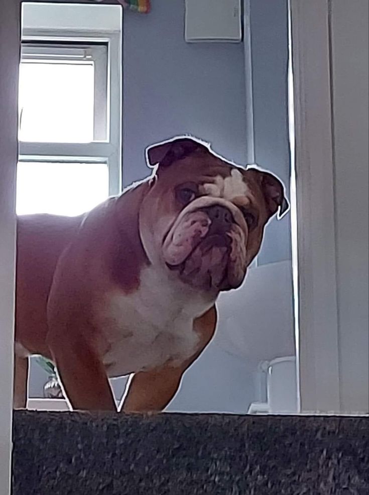 Are You Coming Up Cute Bulldog Puppies English Bulldog Dog are-you-coming-up-cute-bulldog-puppies-english-bulldog-dog