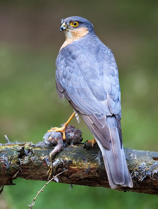hawk adaptations
