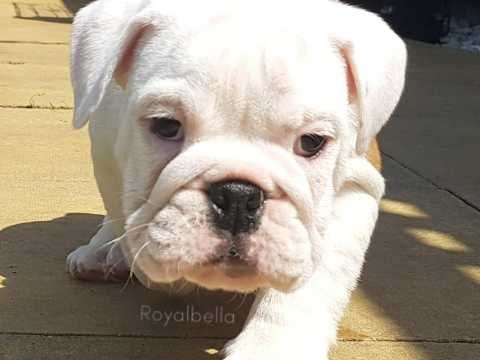 English Bulldog Puppies Champion Sired Bulldog Puppies