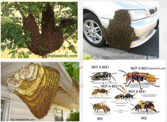 maryland bee removal