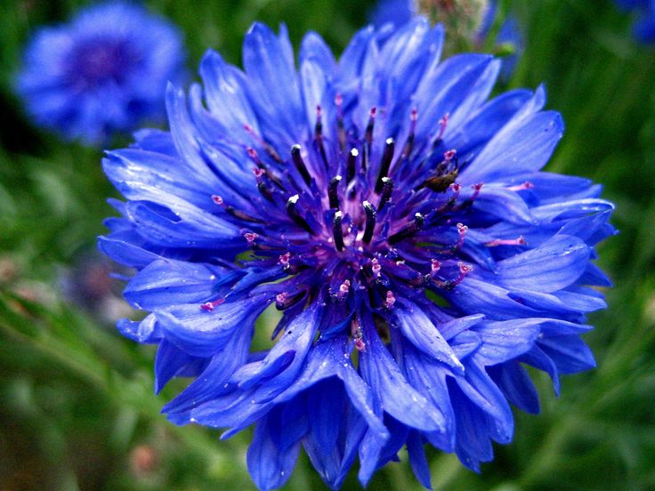 320 Best Blue Flowers Images On Pinterest Find This Pin And More On Blue Flowers