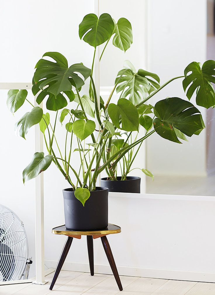 Tall Flowering House Plants 358 best indoor plants & arrangements images on pinterest | plants Tall Flowering House Plants 358 best indoor plants & arrangements images on pinterest | plants