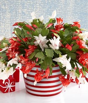123 best christmas ideas images on pinterest christmas 123 best christmas ideas images on pinterest christmas