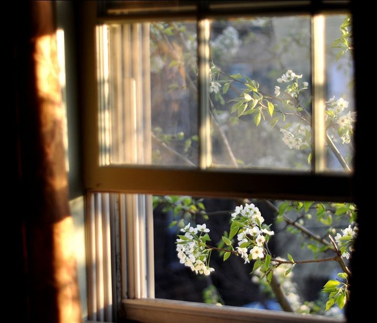 The morning light moves up so slowly and peeks in my bedroom windows ... Open Window At Morning
