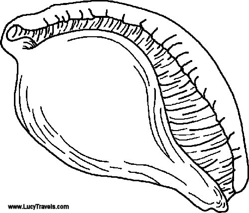 8 best art_shells images on pinterest | beach coloring pages ... - Seashell Coloring Pages Printable 8 best art_shells images on pinterest | beach coloring pages ... - Seashell Coloring Pages Printable