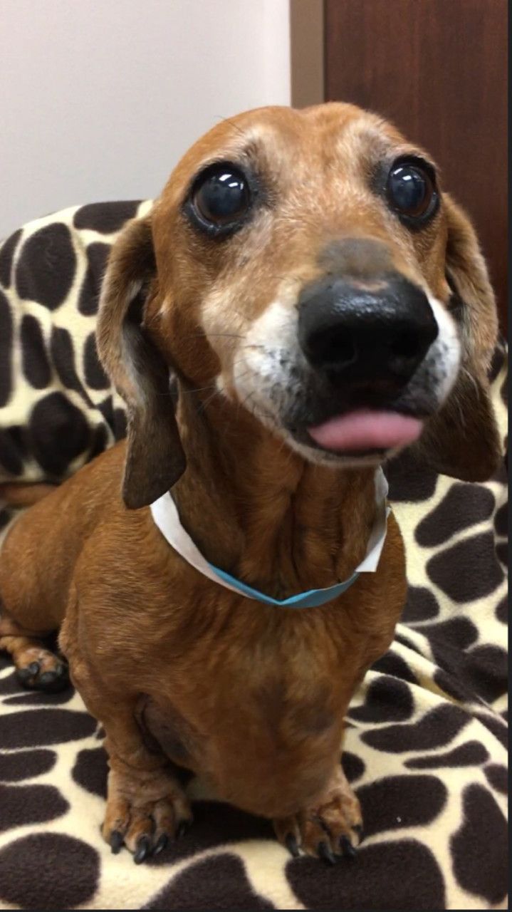Adopt Otis On Dachshund Dachshund Rescue Dog Love