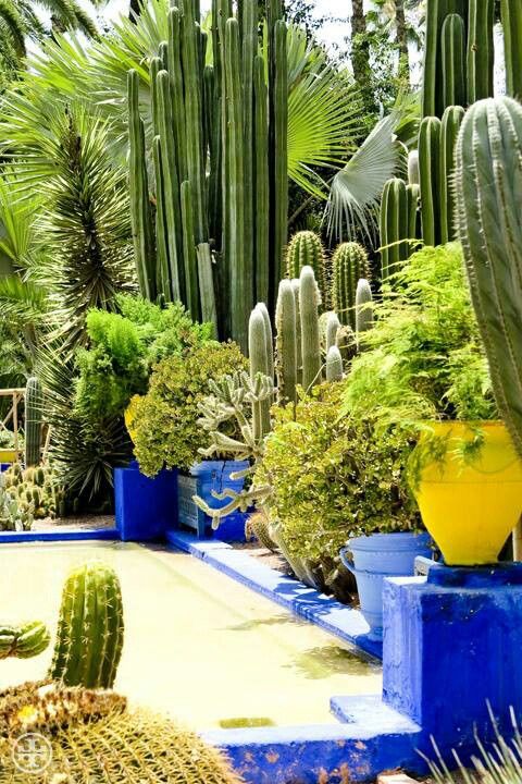 1248 best Endless Succulent Ideas images on Pinterest ... 1248 best Endless Succulent Ideas images on Pinterest