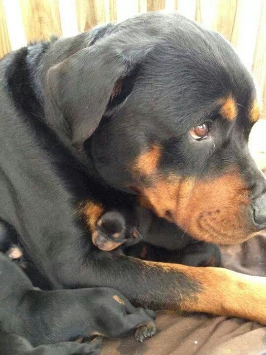 Northern Boxer Dog Rescue Northern Boxer Dog Rescue