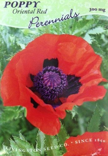 1000 POPPY /" THE GIANT /" Papaver Giganteum Pink /& Purple Huge Pods Flower Seeds