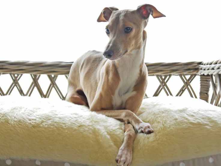 36 best wicker & rattan dog beds images on pinterest 36 best wicker & rattan dog beds images on pinterest