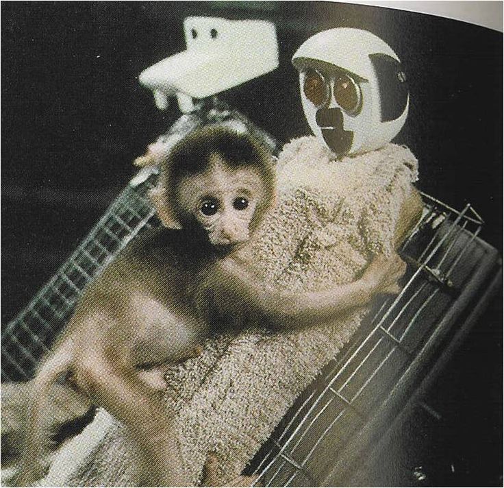 harlow s monkeys