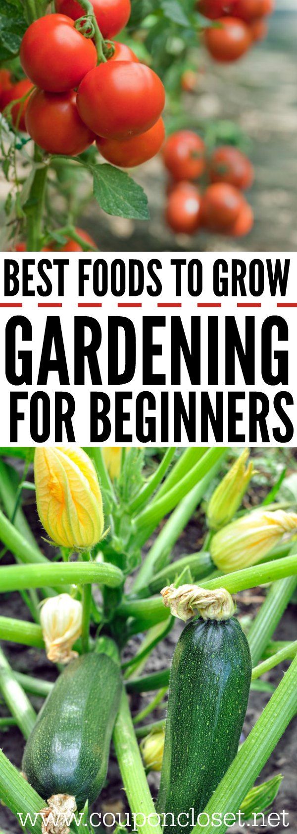 best 25 vegetables garden ideas on pinterest when to plant garden moes green salsa image and vegetable gardening - Vegetable Garden Ideas For Beginners best 25 vegetables garden ideas on pinterest when to plant garden moes green salsa image and vegetable gardening - Vegetable Garden Ideas For Beginners