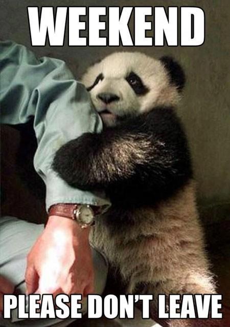 105 best ☆ weekend images on pinterest hello weekend, happy 2f21636b7d3931e7226d76fd78cc08b8 baby pandas panda babies 105 best ☆ weekend images on pinterest hello weekend, happy,Are You Free This Weekend Meme