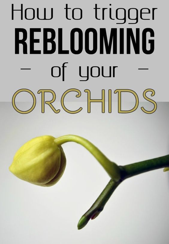 best 25 orchids garden ideas on pinterest orchid in vase orquids care and how to plant orchids best 25 orchids garden ideas on pinterest orchid in vase orquids care and how to plant orchids