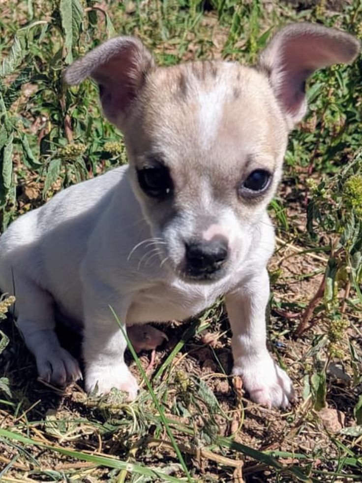 Get Your Search For A Chihuahua Puppy Today Adoptapet Adoptadog