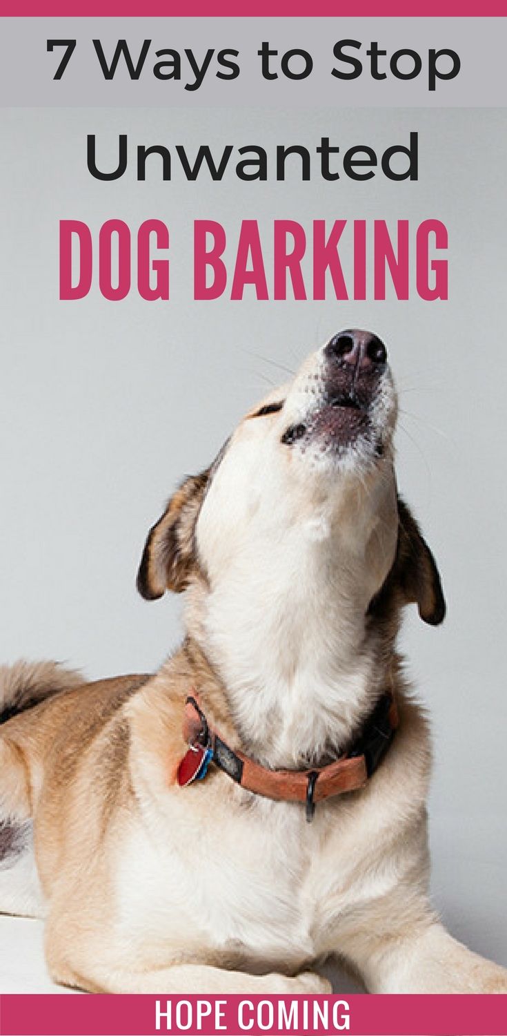 7 Ways To Stop Dog Barking Unwanted Dog Barking Problem Resolved