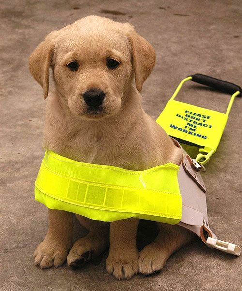 Guide Dog Puppy Walking Uk Guide Dog Puppy Walking Uk