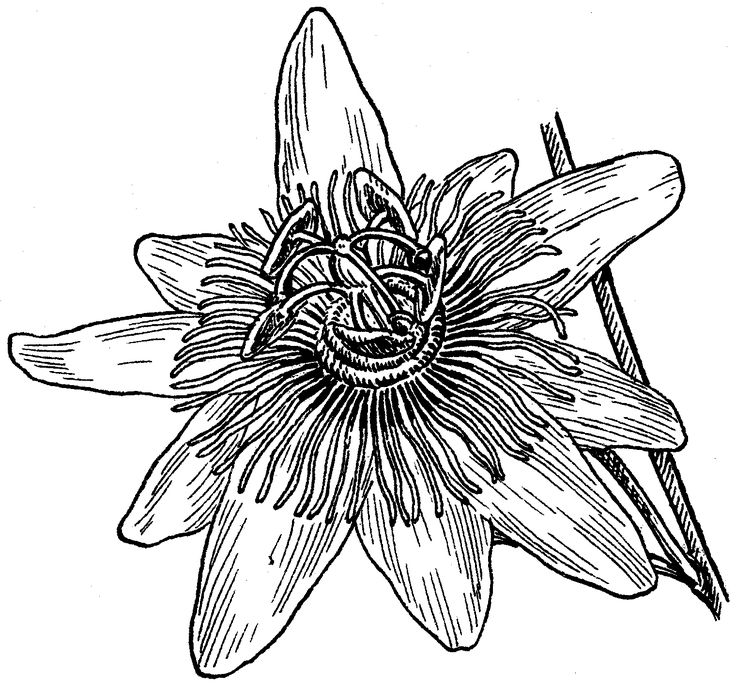 Passion Flower Line Drawing : Passion fruit flower drawing pixshark images