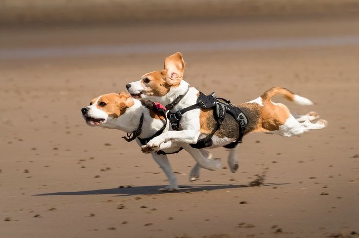 The Average Dog Can Run How Fast Mph The Average Dog Can Run How Fast Mph