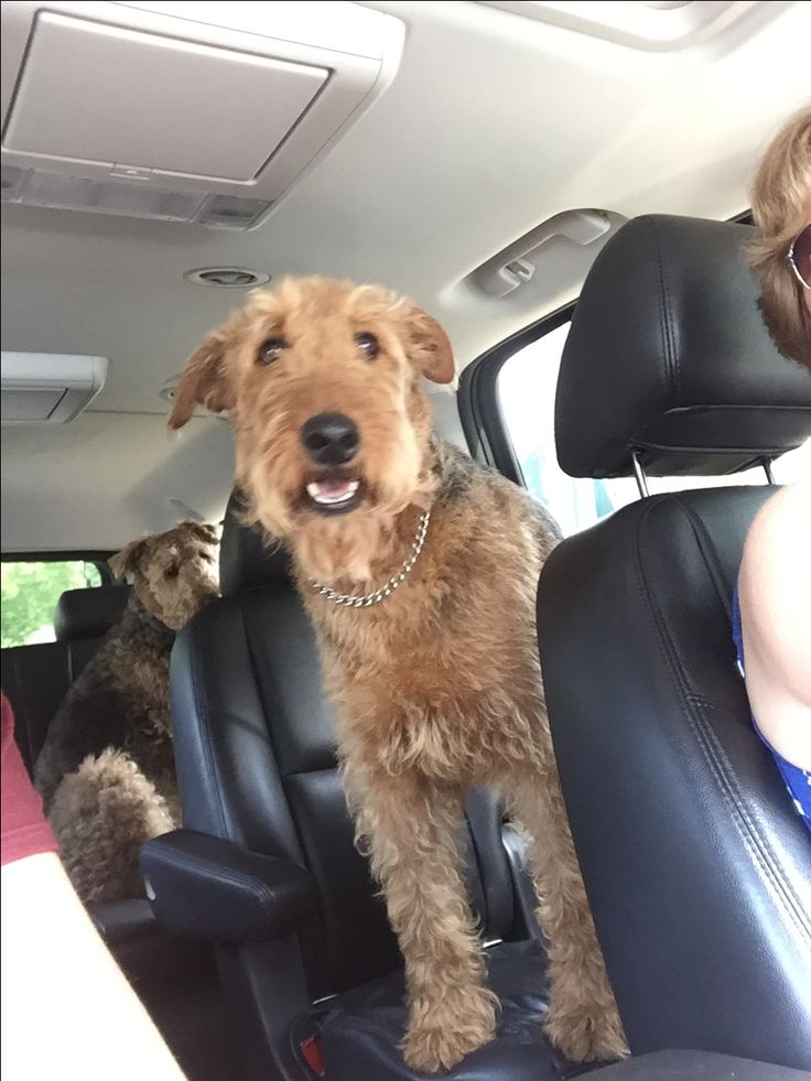 13 best Airedales images on Pinterest | Airedale terrier, Color ...