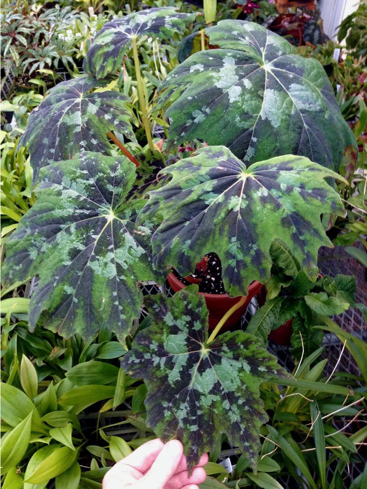 Begonia Taliensis By Mountain Orchids Dorset Garden Cool Plants Begonia Begonia Taliensis By Mountain Orchids Dorset Garden Cool Plants Begonia