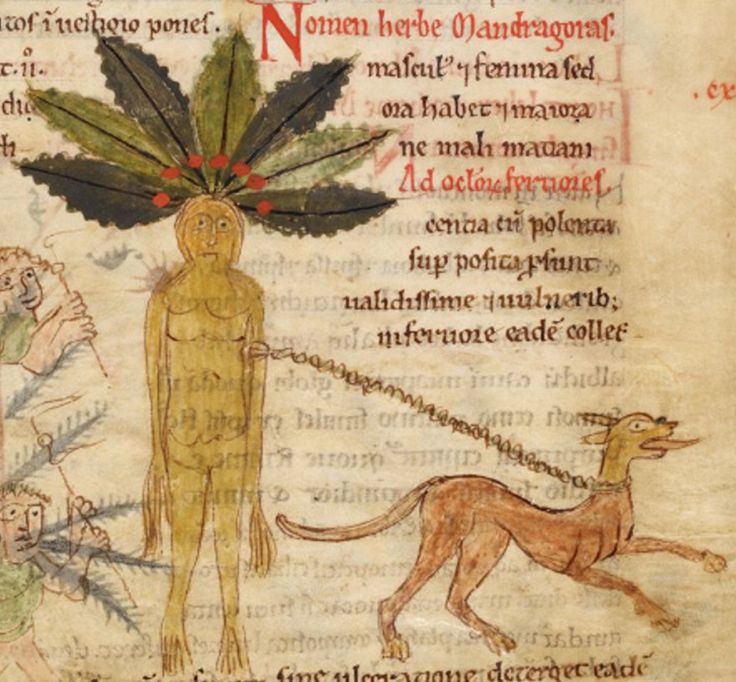 Image result for Ancient Latin Apuleius Manuscript