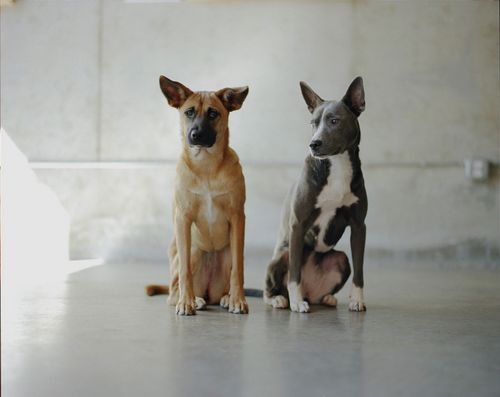 Cat Friendly Rescue Dogs Lancashire Cat Friendly Rescue Dogs Lancashire