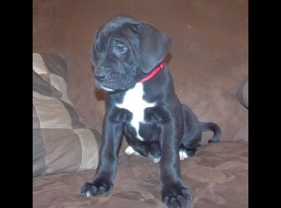 boxer puppies for sale in utah best 25 boxador puppies for sale ideas on black boxer boxer sale and boxer puppies for sale in utah best 25 boxador puppies for sale ideas on black boxer boxer sale and