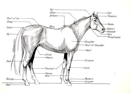 12 best Horses-homeschool craft images on Pinterest | Coloring ... 12 best Horses-homeschool craft images on Pinterest | Coloring ...