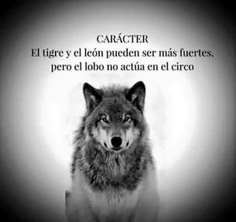 El Tigre Y El Le 243 N Pueden Ser Los M 225 S Fuertes Pero El | m 225 s de 25 ideas incre 237 bles sobre frases sobre el le 243 n en El Tigre Y El Le 243 N Pueden Ser Los M 225 S Fuertes Pero El | m 225 s de 25 ideas incre 237 bles sobre frases sobre el le 243 n en