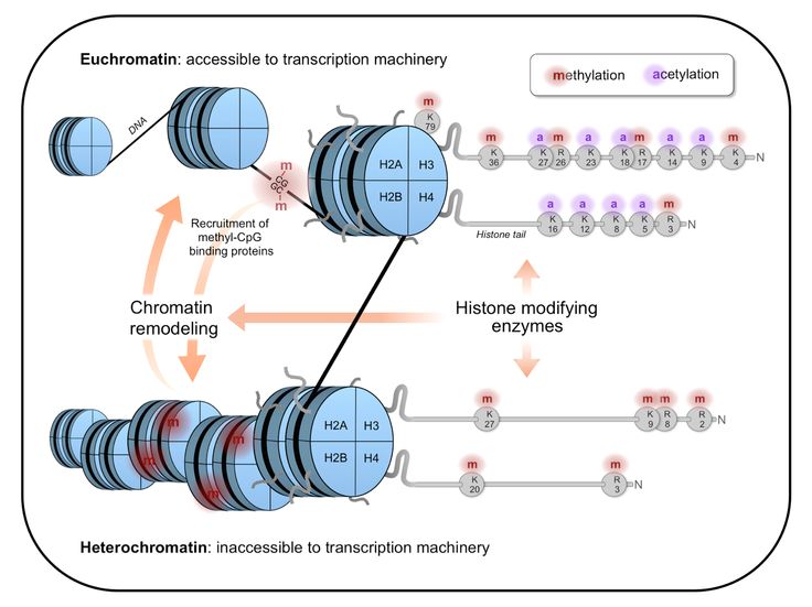 193 best Epigenetics images on Pinterest Health and wellness - new blueprint gene expression 193 best Epigenetics images on Pinterest Health and wellness - new blueprint gene expression