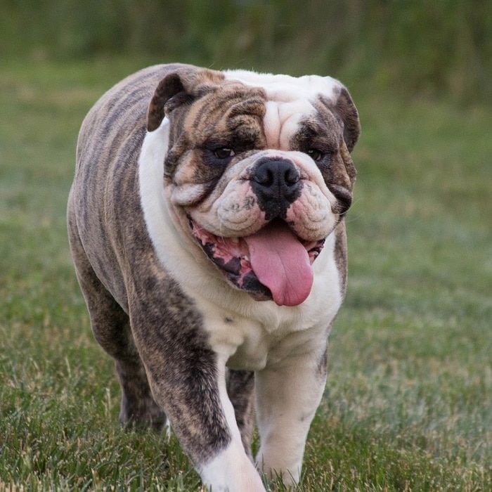 14 Most Expensive Dog Breeds In The World Check More At Https