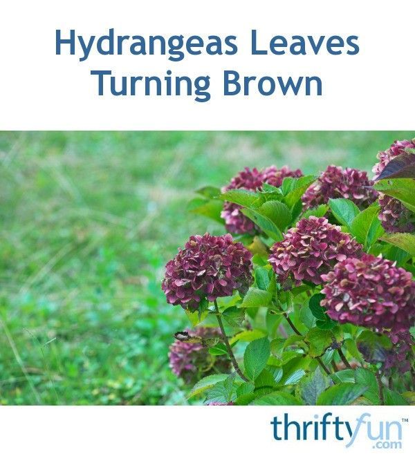 Hydrangea Flowers Turning Brown Hydrangea Care Planting Hydrangeas Hydrangea Potted