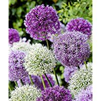 Winterhart Zierlauch Allium Giganteum Samen//Seeds 30x Riesen Lauch Rare