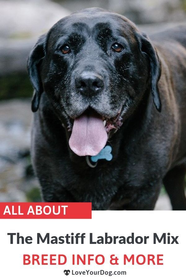Learn All About The Mastiff Labrador Mix Mastador This Mastiff Labrador Mix