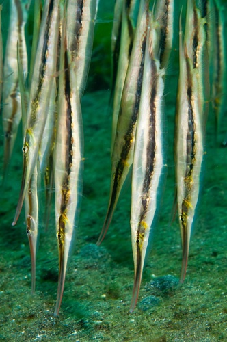 razorfish