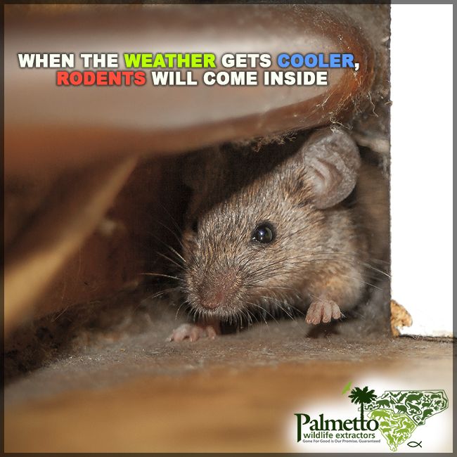 How To Prevent Rats In Home Naturally How To Prevent Rats In Home Naturally