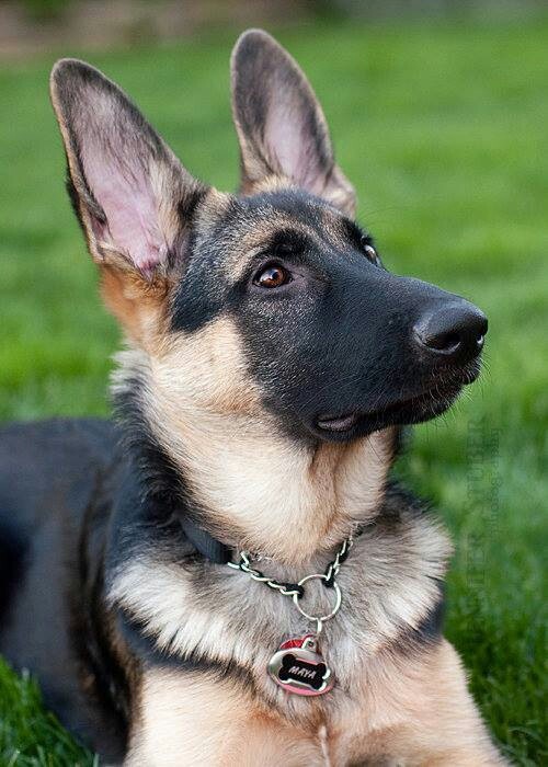 Love his black face | Beautiful dogs, Dogs, German shepherd dogs