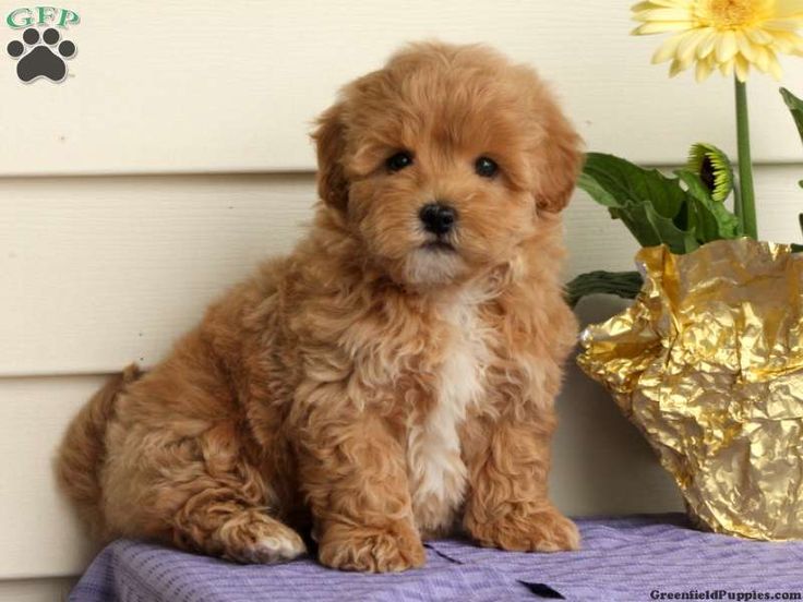 maltipoo puppies for sale in nj 346 best beautiful maltipoo puppy s images on maltipoo puppies for sale in nj 346 best beautiful maltipoo puppy s images on