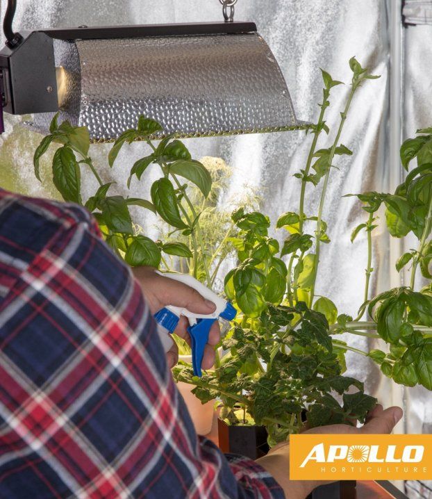 apollo grow tent review apollo grow tent review