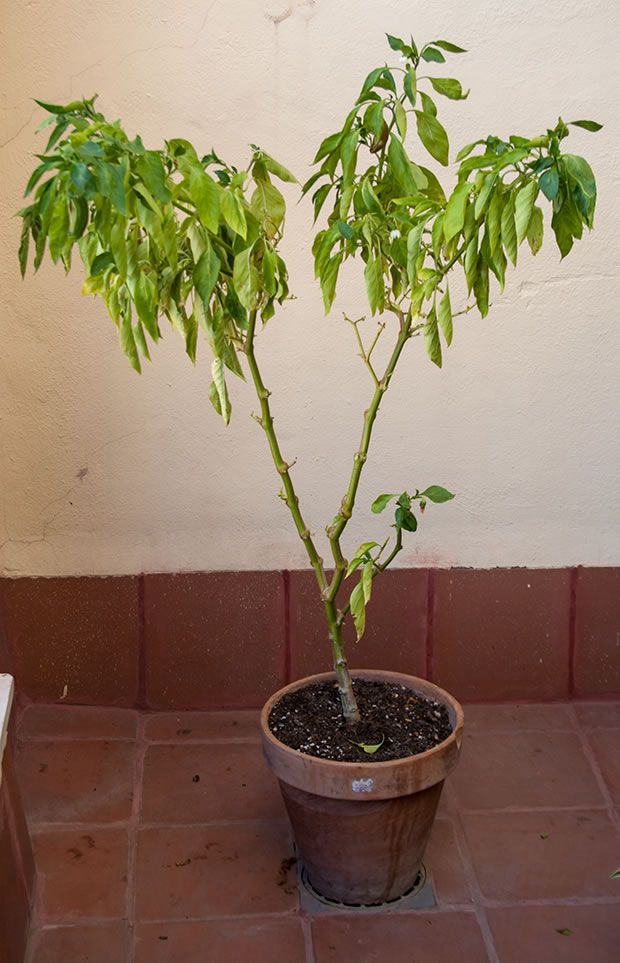 Cómo Cultivar Pimientos De Freír En Una Maceta Plantar Pimientos Cultivar Huerto En Casa