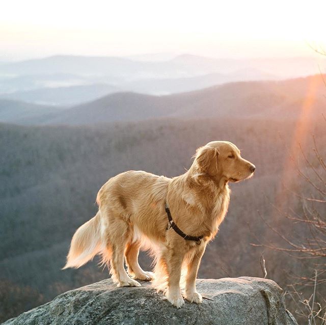 What The Westminster Dog Show Should Look Like Goldens In Their