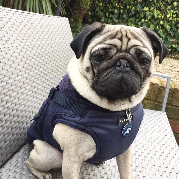 coats for pugs uk 6616 best we pugs images on pugs pug and pug coats for pugs uk 6616 best we pugs images on pugs pug and pug